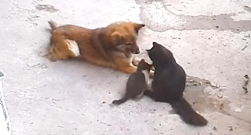 Esta gata le enseña a sus crías que los perros también puede ser amigos de los gatos. (Foto: YouTube)