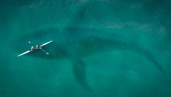 Esta es la historia de un buzo que casi pierde la vida tras ser tragado por una ballena. | Pixabay
