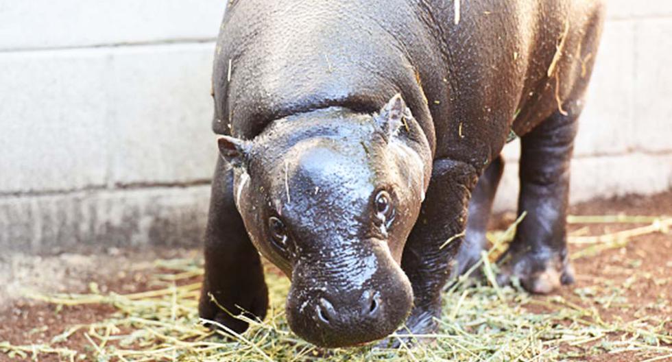 Hace aproximadamente seis millones de años hubo una migración de hipopótamos desde África al sur de Asia y Europa, pero en el continente europeo estos terminaron por extinguirse. (Foto: Getty Images)