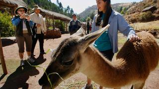 Conoce Awanakancha, el parque temático de camélidos en el Cusco | FOTOS