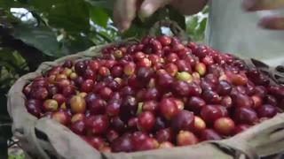 Exportaciones de café peruano superaron los 215 millones de dólares en 2020