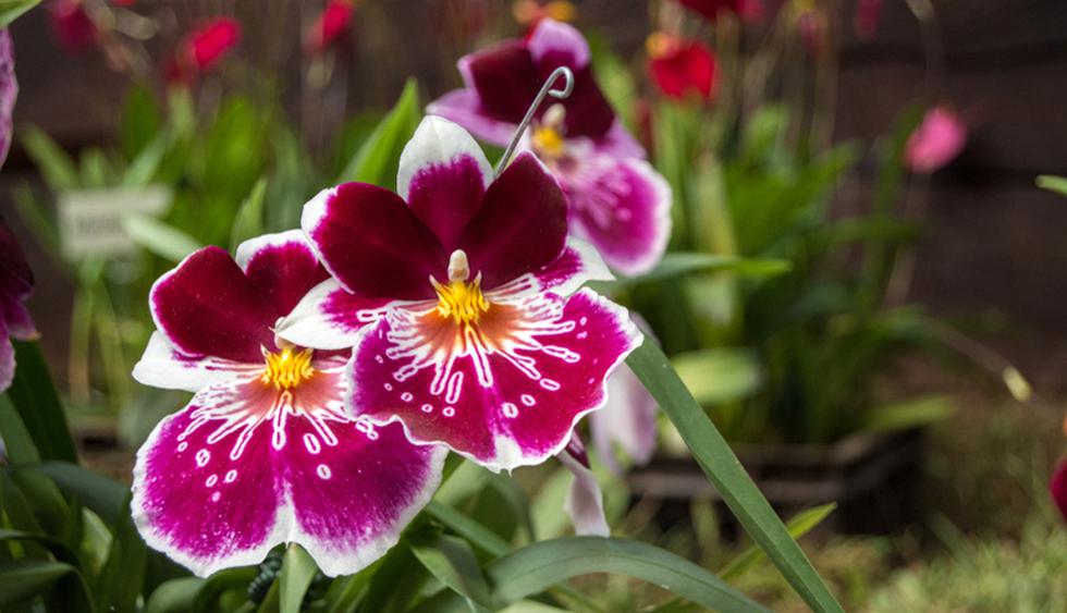 Conoce los cuidados para que tus orquídeas vivan por mucho tiempo | FOTOS |  CASA-Y-MAS | EL COMERCIO PERÚ