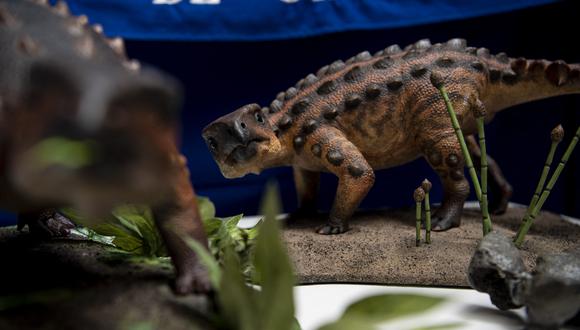 El dinosaurio fue llamado Stegouros. (Foto: Martin BERNETTI / AFP)