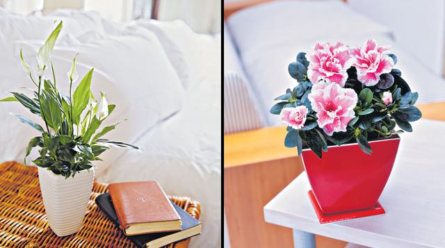 Plantas en casa: descubre cuáles son ideales para interiores - 2