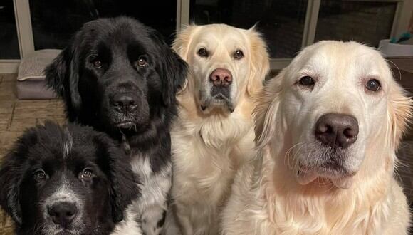 Alicia Dixon documenta las aventuras de sus cuatro perros: dos canes Golden Retriever y  otros dos de raza Landseer Newfoundland. | Crédito: Charlie The Golden / Facebook.