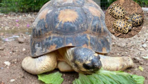 Una tortuga de 90 años se convirtió en padre por primera vez y su historia se hizo viral. (Foto: Houston Zoo).