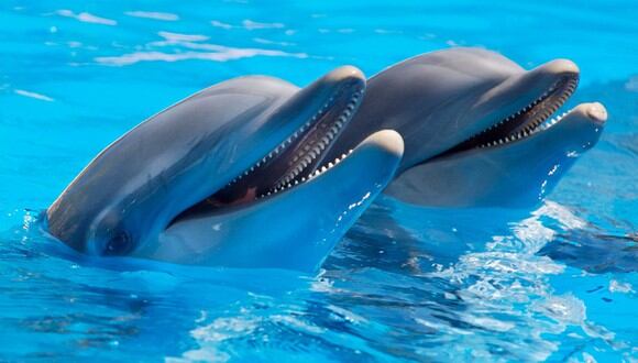 Un delfín no pudo ocultar su emoción al ver a su cría fuera del aprieto en el que se había metido. (Foto: Pixabay/Referencial)