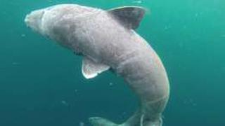 Tres detalles curiosos del tiburón de 400 años de Groenlandia