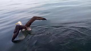 Ancón: el albatros de las islas Galápagos ‘Felipe’ se recuperó y fue liberado | VIDEO