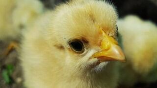 El momento en que una mujer 'enloquece' al ver pollos de corral enjaulados en un mercado marroquí