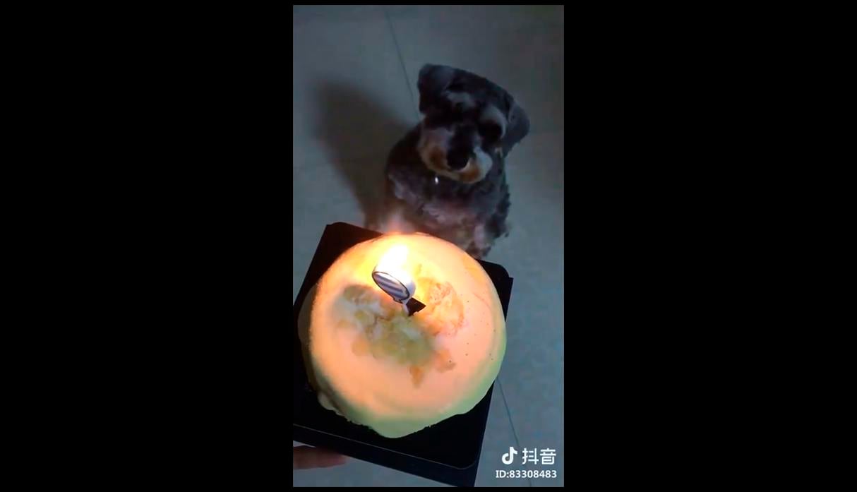 Esta niña china enternece las redes al cantar singular versión del "Happy birthday to you" a su perrito. (Facebook)