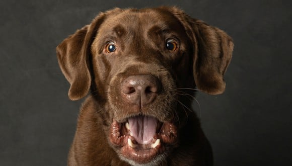 Perro labrador con la boca abierta. (Imagen: Sharon Snider / Pexels)