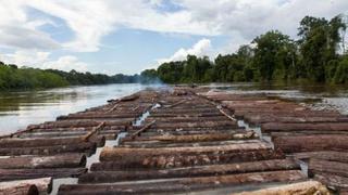 Ucayali: arrestan a 12 personas por tráfico ilegal de madera
