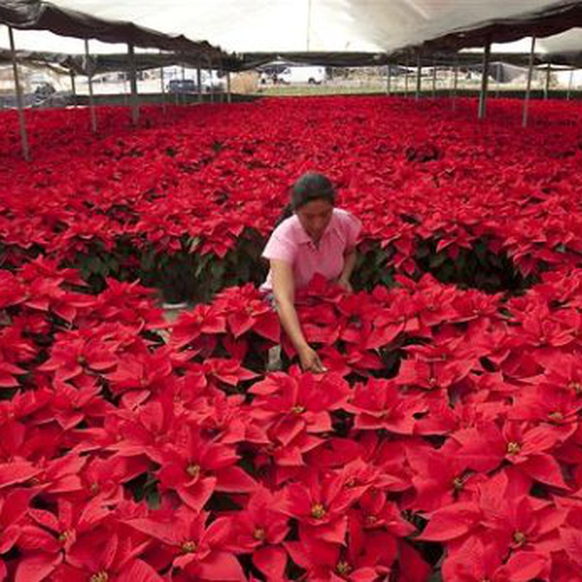 La flor de Nochebuena, la contribución de México a la Navidad | MUNDO | EL  COMERCIO PERÚ