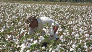 Mincetur alista plan de financiamiento para rescatar el algodón pima