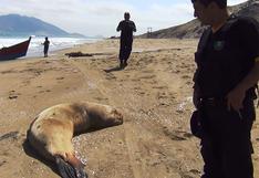 Perú: aparecen 39 lobos marinos muertos en las playas de Talara