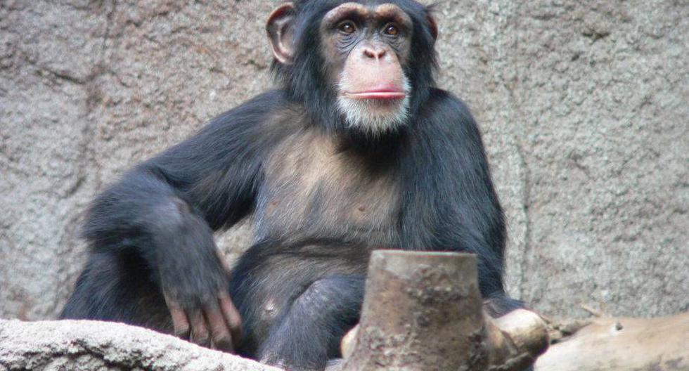 Un Chimpancé. (Foto: Wikimedia)