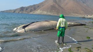 El entierro de una ballena jorobada en Nuevo Chimbote [FOTOS]