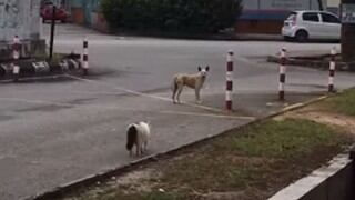 Perro miedoso corre de pavor al ser acechado por un gato