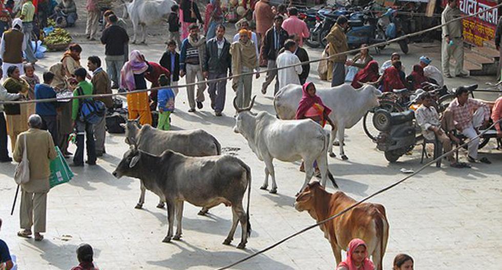 Vacas son sagradas en la India. (Foto: Referencial)