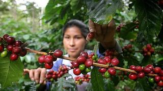 ¿Cuánto impactará la ley agraria a las exportaciones peruanas este 2021?