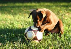 WUF: perro que se ‘prepara’ para ser ‘árbitro de fútbol’ se vuelve viral