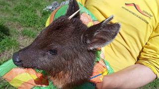 Machu Picchu: venado enano fue rescatado tras caer al río Vilcanota