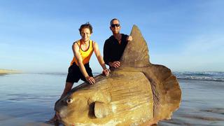 El pez luna gigante que encalló en una playa de Australia