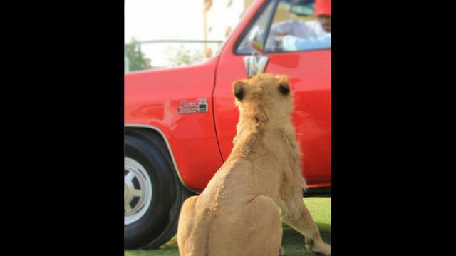 Humaid Albuqaish presume de sus lujosos autos y de sus "adorables" mascotas en su cuenta de Instagram. (fotos: @humaidalbuqaish)