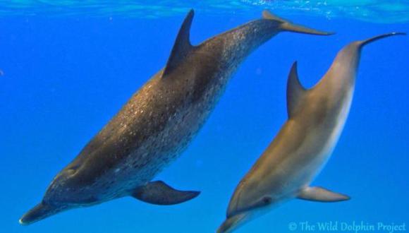 Científicos observan a especies de delfines que viven juntos