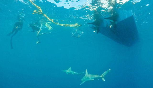 Haleiwa, Hawái. La posibilidad de nadar rodeado de tiburones es uno de los tours más populares de este bello lugar de Hawái. Muchos turistas amantes de la adrenalina se animan a bucear junto a los llamados tiburones trozo, bajo la supervisión de un instructor. Además de disfrutar del mar, los visitantes tienen una vista privilegiada de estos temidos animales. (Foto: Reuters)