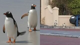 Pingüinos se apoderan de una calle de Sudáfrica aprovechando la ausencia de gente por la cuarentena 