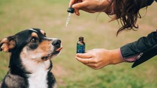 ¿CBD para perros y gatos? Conoce los beneficios del cannabidiol en las mascotas