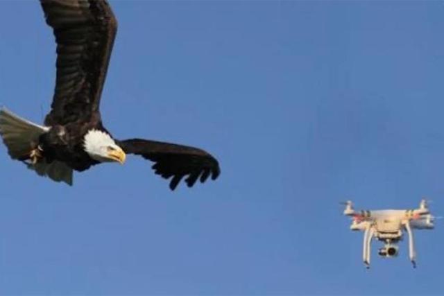 La águila se lanzó sobre el dron del Gobierno de los Estados Unidos, que terminó a parar en el fondo del Lago Míchinga.| Foto: Pexels. (Desliza hacia la izquierda para ver más fotos)