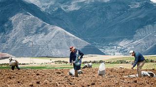 Agricultores arequipeños acuerdan comprar 10.000 toneladas de urea por sus propios medios 