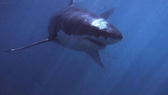 Una fotografía de archivo de un tiburón blanco. (AFP/ THEO FERREIRA).