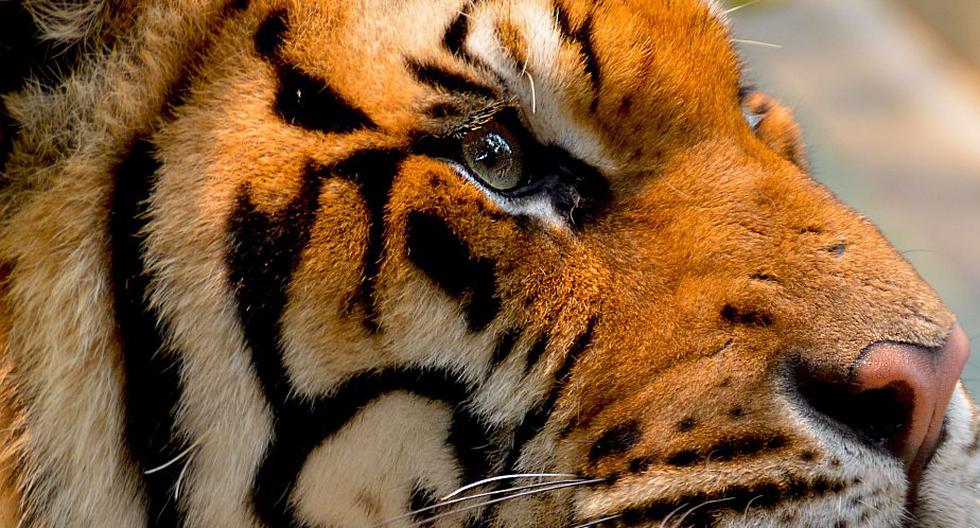 Rescatistas creen que el animal estaba exhausto después de nadar para sobrevivir a las inundaciones. (Foto: "Dean Moriarty / Pixabay":https://pixabay.com/es/photos/tigre-gato-animales-grandes-1343369/)