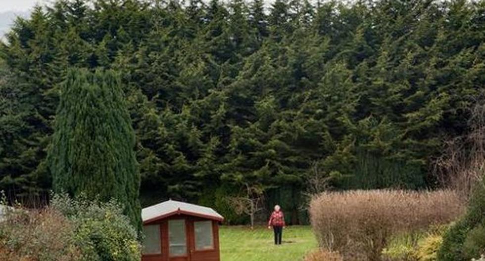Estos enormes árboles son parte de la venganza de Valerie Vivian. (Foto: Instagram)
