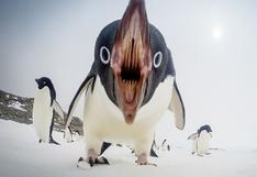 National Geographic: Cámara GoPro captó el ataque de un pingüino