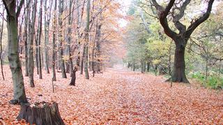 Son reales: Conoce estos mágicos bosques de Europa