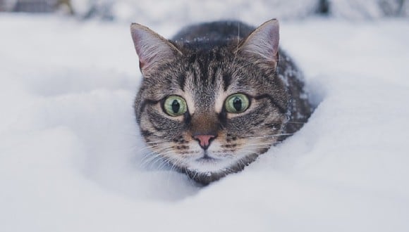 El gato Zuzu se volvió viral por su curioso comportamiento al jugar con la nieve. (Imagen referencial: Pixabay)
