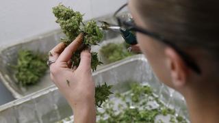 Aumentan casos de afectados por marihuana en Colorado