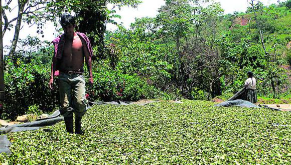 Perú logró meta de erradicación de cultivos ilegales de coca
