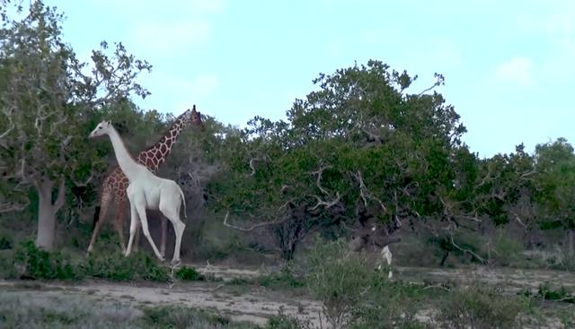 Los majestuosos animales fueron vistos por primera vez en la sabana keniana. (Crédito: Nat Geo Wild en YouTube)