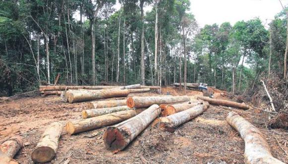 El comercio de madera ilegal movió S/.374 mlls. en 5 años