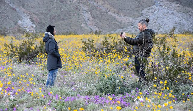 Fotografía donde aparecen dos personas mientras toman fotos entre el manto temporal de flores silvestres en el Parque Estatal del Desierto de Anza-Borrego, California. (EFE)