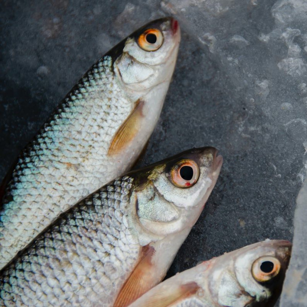 🐟​ 5 trucos para reconocer el pescado fresco 