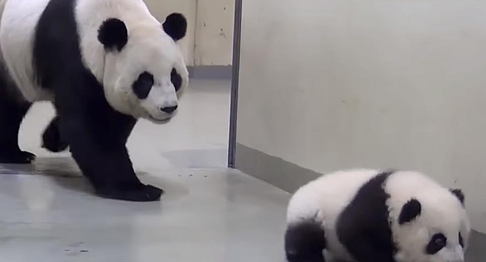 El pequeño panda Yuan Zai no quiere irse a dormir, pero la mamá panda pondrá las cosas en su lugar. (Foto: Captura de YouTube)