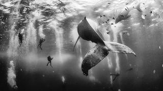 National Geographic: los ganadores de su concurso fotográfico