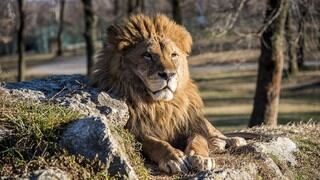 Leones aprovechan la ausencia de gente y se echan a dormir en plena carretera